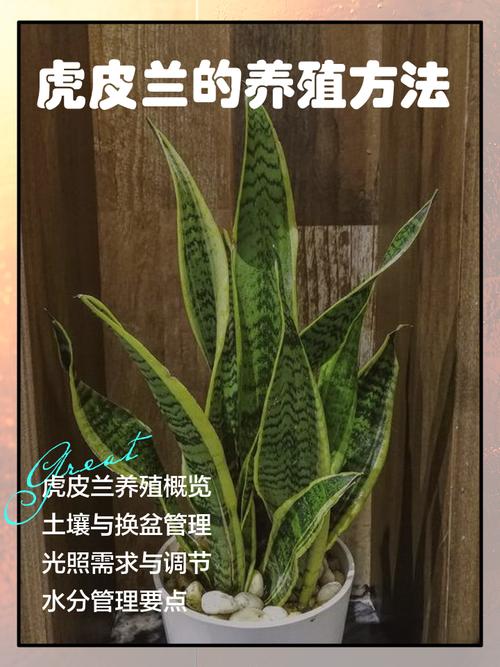 虎皮兰换盆后多久施肥？虎皮兰换盆后多久能恢复生长？-第4张图片-优品飞百科
