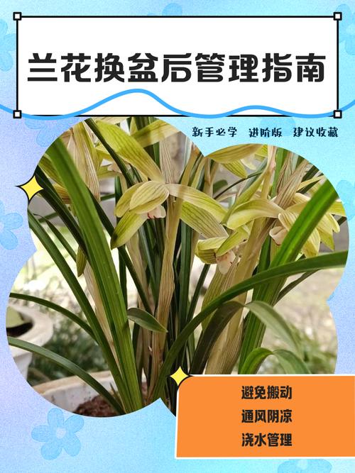 虎皮兰换盆后多久施肥？虎皮兰换盆后多久能恢复生长？-第5张图片-优品飞百科