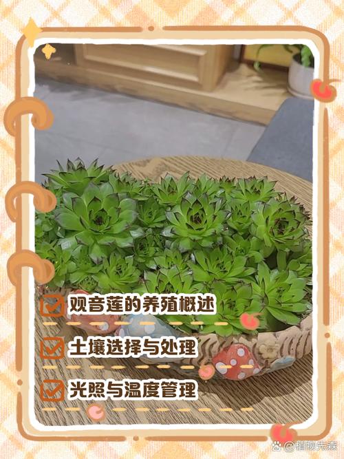 莲花的养殖方法和注意事项，莲花要怎么养活?？-第2张图片-优品飞百科