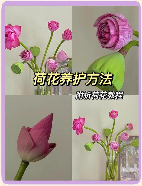 莲花的养殖方法和注意事项，莲花要怎么养活?？-第3张图片-优品飞百科