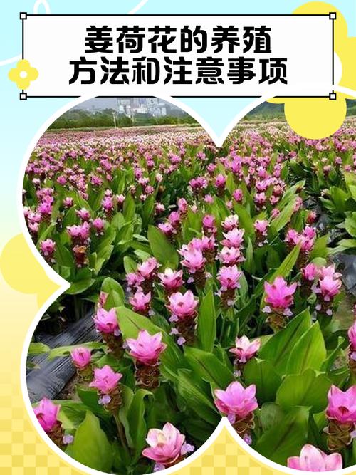 莲花的养殖方法和注意事项，莲花要怎么养活?？-第4张图片-优品飞百科