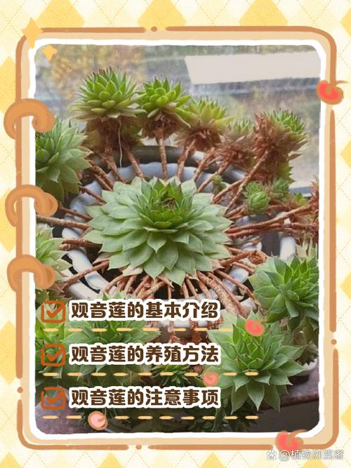 莲花的养殖方法和注意事项，莲花要怎么养活?？-第5张图片-优品飞百科