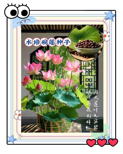 莲花的养殖方法和注意事项，莲花要怎么养活?？-第6张图片-优品飞百科