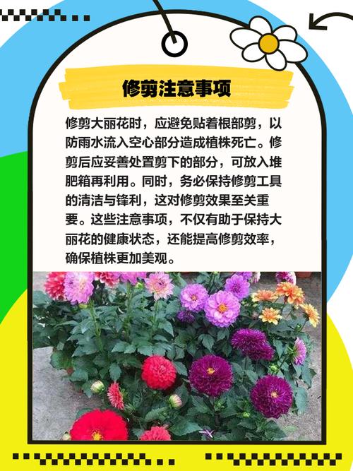 大丽花怎么修剪，大丽花怎么修剪图解？