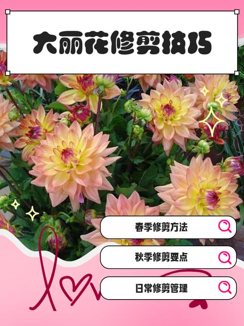 大丽花怎么修剪，大丽花怎么修剪图解？-第2张图片-优品飞百科