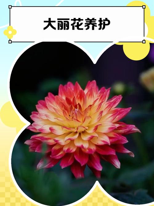 大丽花怎么修剪，大丽花怎么修剪图解？-第3张图片-优品飞百科