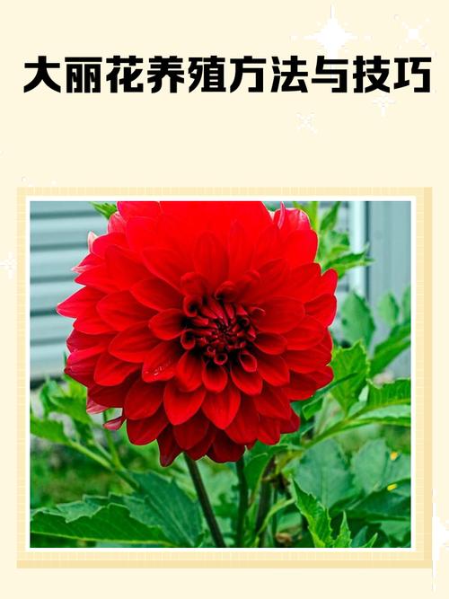 大丽花怎么修剪，大丽花怎么修剪图解？-第4张图片-优品飞百科