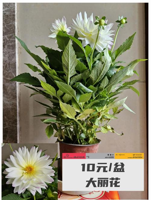 大丽花怎么修剪，大丽花怎么修剪图解？-第7张图片-优品飞百科