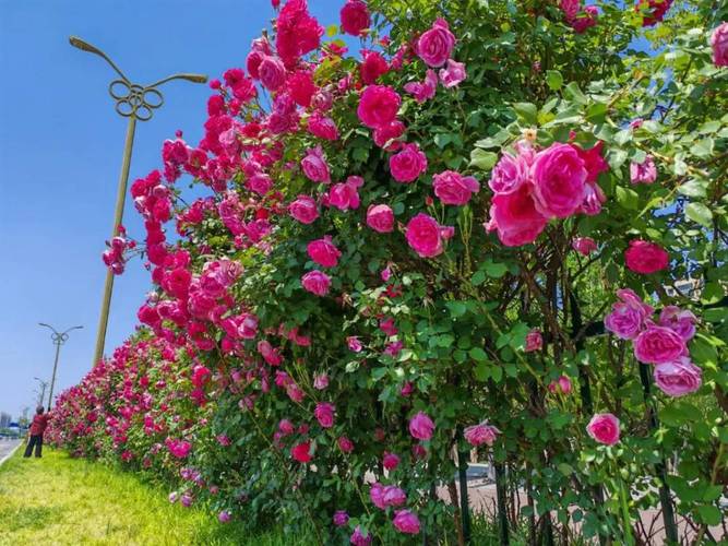 呼和浩特适合养什么花，市花和市树是什么？呼和浩特市花叫什么名字？-第5张图片-优品飞百科