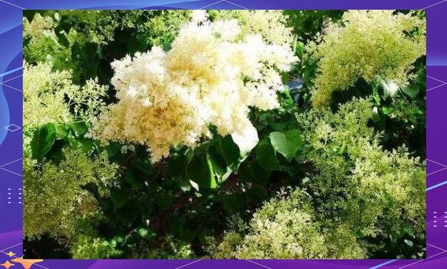 呼和浩特适合养什么花，市花和市树是什么？呼和浩特市花叫什么名字？-第6张图片-优品飞百科