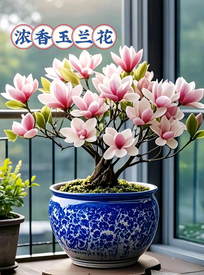 呼和浩特适合养什么花，市花和市树是什么？呼和浩特市花叫什么名字？-第7张图片-优品飞百科