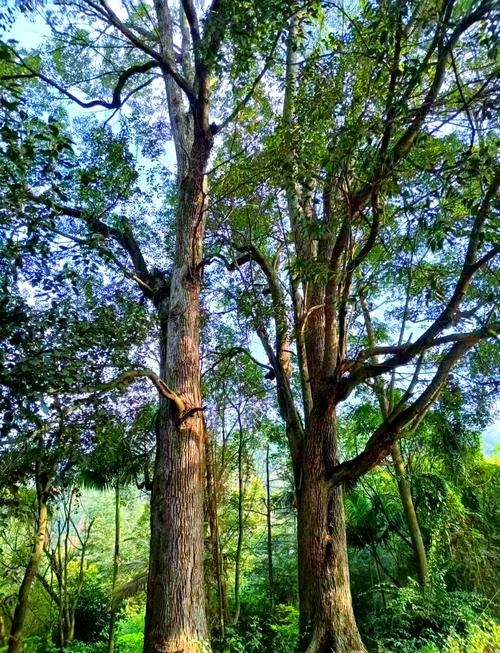 呼和浩特适合养什么花，市花和市树是什么？呼和浩特市花叫什么名字？-第8张图片-优品飞百科