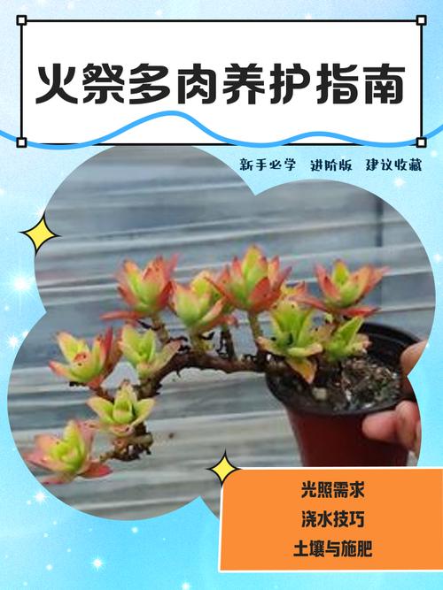 火祭怎么施肥，火祭怎么浇水？-第6张图片-优品飞百科