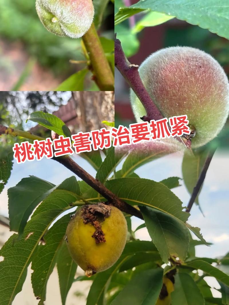 桃树常见病害图片防治方法？桃树的病害及其防治？-第2张图片-优品飞百科