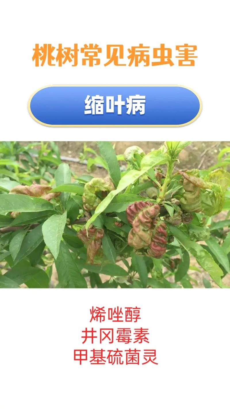 桃树常见病害图片防治方法？桃树的病害及其防治？-第3张图片-优品飞百科