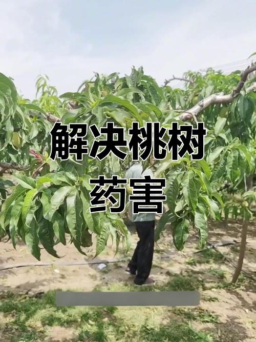 桃树常见病害图片防治方法？桃树的病害及其防治？-第4张图片-优品飞百科