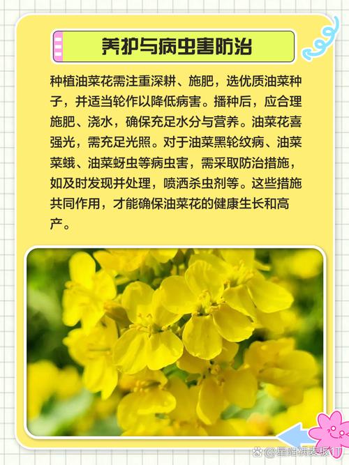 油菜花种植时间和方法，南方油菜花种植时间和方法
