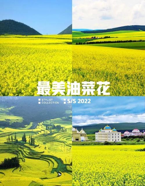 油菜花种植时间和方法，南方油菜花种植时间和方法-第2张图片-优品飞百科