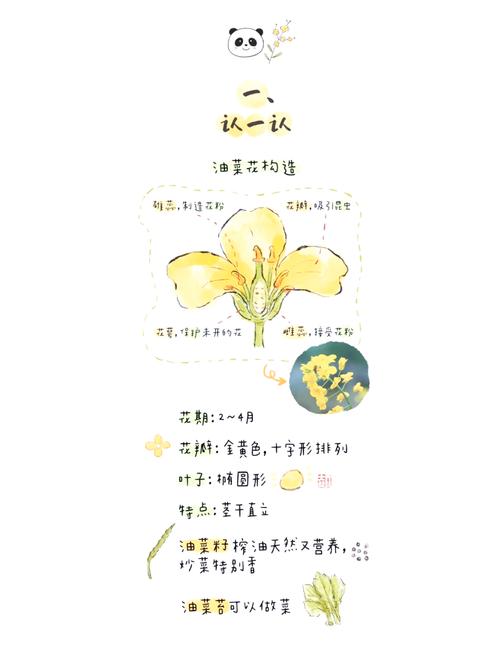 油菜花种植时间和方法，南方油菜花种植时间和方法-第3张图片-优品飞百科