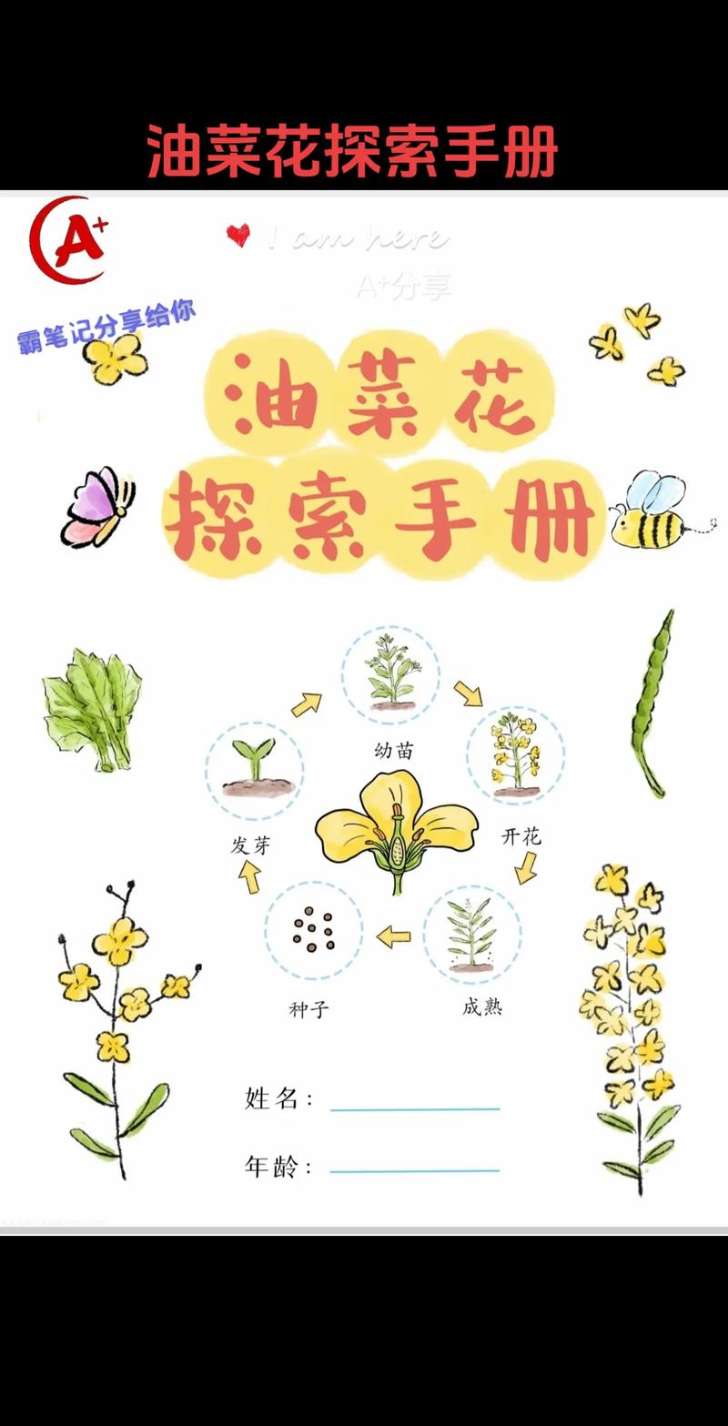 油菜花种植时间和方法，南方油菜花种植时间和方法-第5张图片-优品飞百科