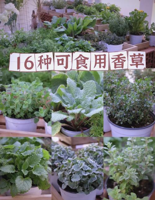 种了这10盆香草，家里不用买调料了？香草怎样种植与管理?？-第3张图片-优品飞百科