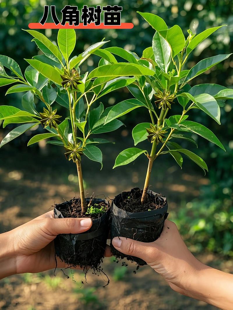 种了这10盆香草，家里不用买调料了？香草怎样种植与管理?？-第5张图片-优品飞百科