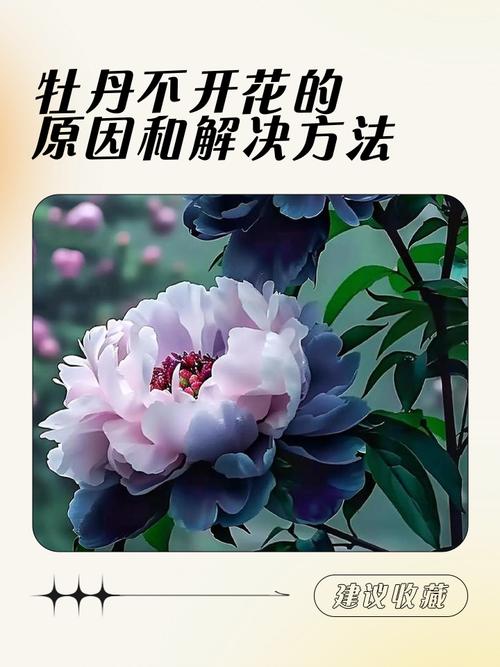 牡丹花能在家里养吗，庭院可以吗？牡丹花适合在家里养吗？