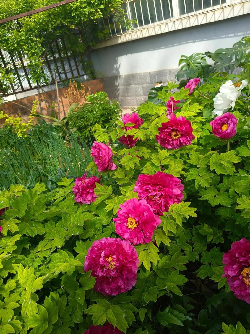 牡丹花能在家里养吗，庭院可以吗？牡丹花适合在家里养吗？-第2张图片-优品飞百科