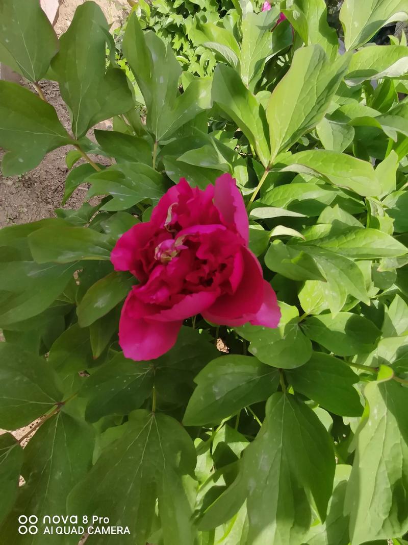 牡丹花能在家里养吗，庭院可以吗？牡丹花适合在家里养吗？-第3张图片-优品飞百科