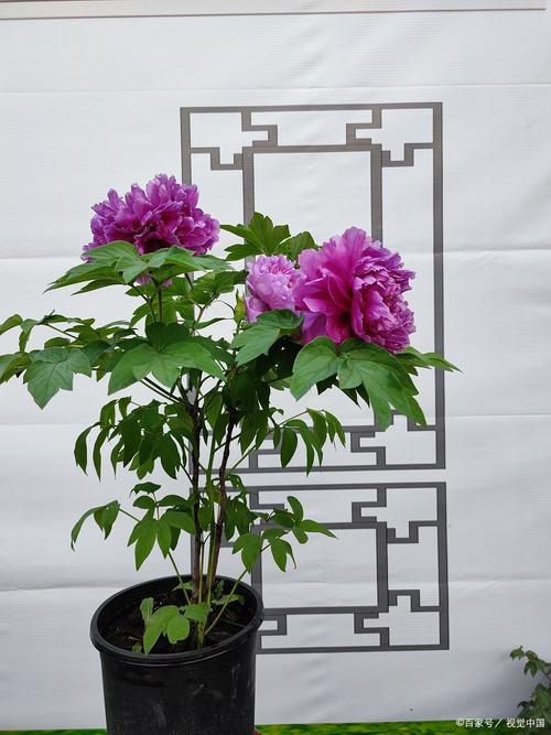 牡丹花能在家里养吗，庭院可以吗？牡丹花适合在家里养吗？-第4张图片-优品飞百科