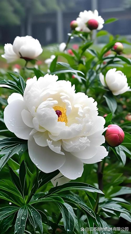 牡丹花能在家里养吗，庭院可以吗？牡丹花适合在家里养吗？-第5张图片-优品飞百科