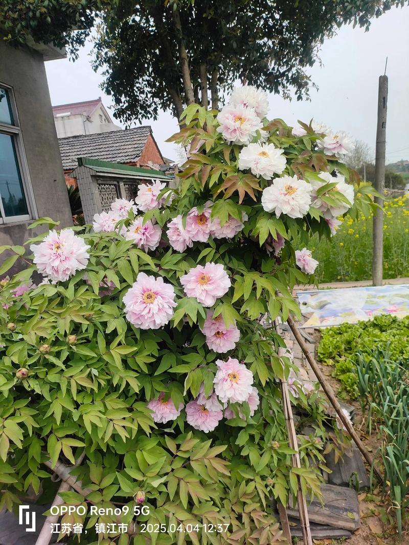 牡丹花能在家里养吗，庭院可以吗？牡丹花适合在家里养吗？-第6张图片-优品飞百科