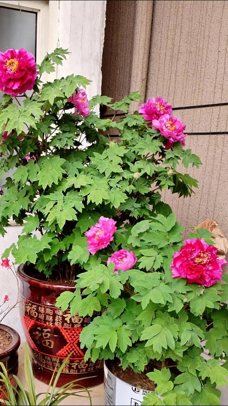 牡丹花能在家里养吗，庭院可以吗？牡丹花适合在家里养吗？-第7张图片-优品飞百科
