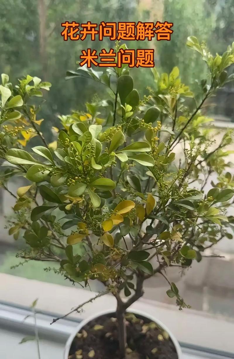 米兰花叶子发蔫怎么办？米兰花的叶子变黄脱落发干是为什么？-第5张图片-优品飞百科