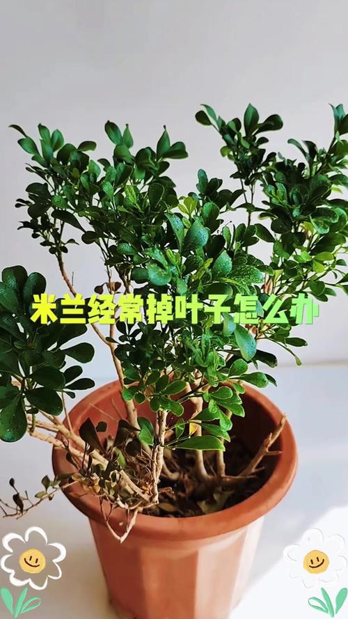 米兰花叶子发蔫怎么办？米兰花的叶子变黄脱落发干是为什么？-第6张图片-优品飞百科
