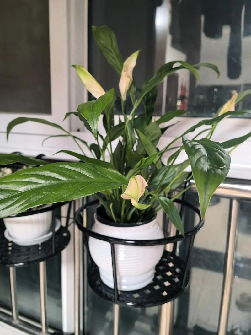 白鹤芋叶子下垂的原因及措施？白鹤芋叶子为什么蔫了？-第2张图片-优品飞百科
