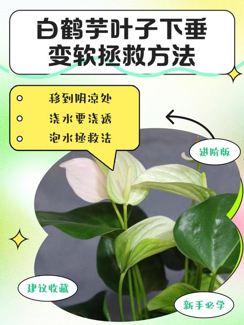 白鹤芋叶子下垂的原因及措施？白鹤芋叶子为什么蔫了？-第4张图片-优品飞百科