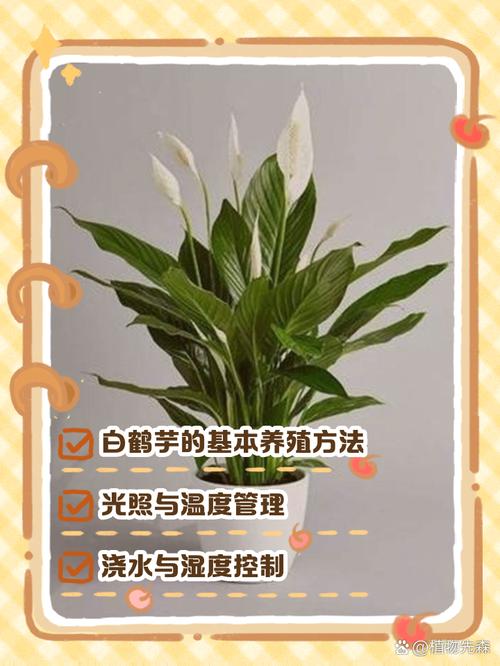 白鹤芋叶子下垂的原因及措施？白鹤芋叶子为什么蔫了？-第6张图片-优品飞百科