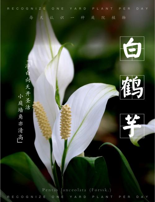 白鹤芋叶子下垂的原因及措施？白鹤芋叶子为什么蔫了？-第7张图片-优品飞百科