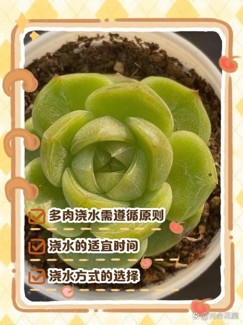 新栽多肉植物多久浇水，新栽多肉植物多久可以晒太阳