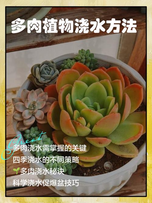 新栽多肉植物多久浇水，新栽多肉植物多久可以晒太阳-第2张图片-优品飞百科