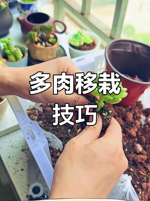 新栽多肉植物多久浇水，新栽多肉植物多久可以晒太阳-第3张图片-优品飞百科