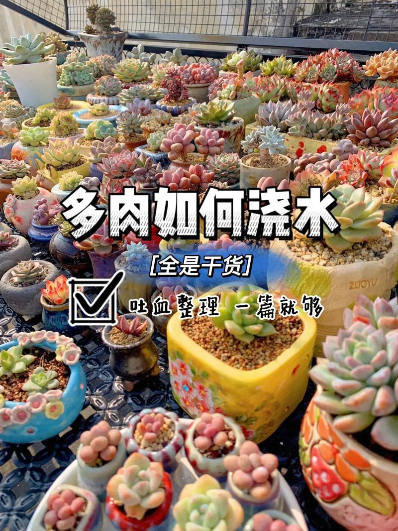 新栽多肉植物多久浇水，新栽多肉植物多久可以晒太阳-第5张图片-优品飞百科