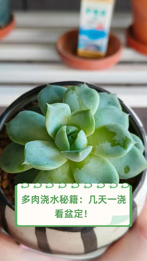 新栽多肉植物多久浇水，新栽多肉植物多久可以晒太阳-第6张图片-优品飞百科