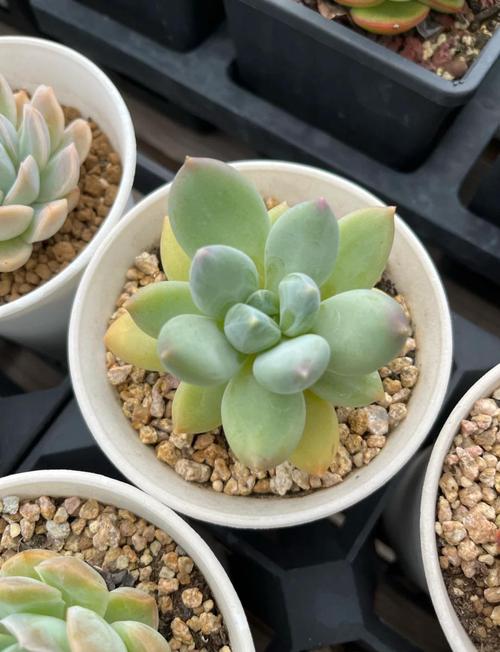 新栽多肉植物多久浇水，新栽多肉植物多久可以晒太阳-第8张图片-优品飞百科