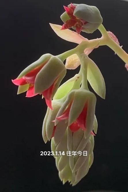 桃美人叶子发软透明怎么办，桃美人叶子全掉了？-第2张图片-优品飞百科