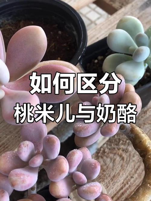 桃美人叶子发软透明怎么办，桃美人叶子全掉了？-第4张图片-优品飞百科