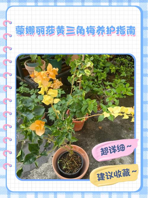 三角梅怎样爆盆，三角梅怎样爆盆好看？-第2张图片-优品飞百科