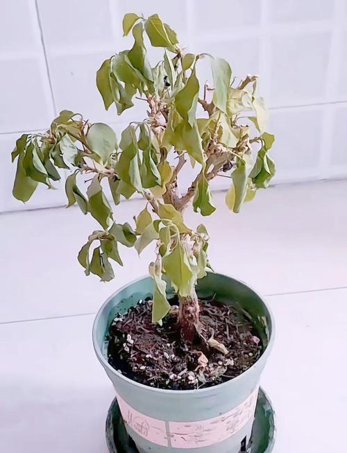 三角梅怎样爆盆，三角梅怎样爆盆好看？-第3张图片-优品飞百科