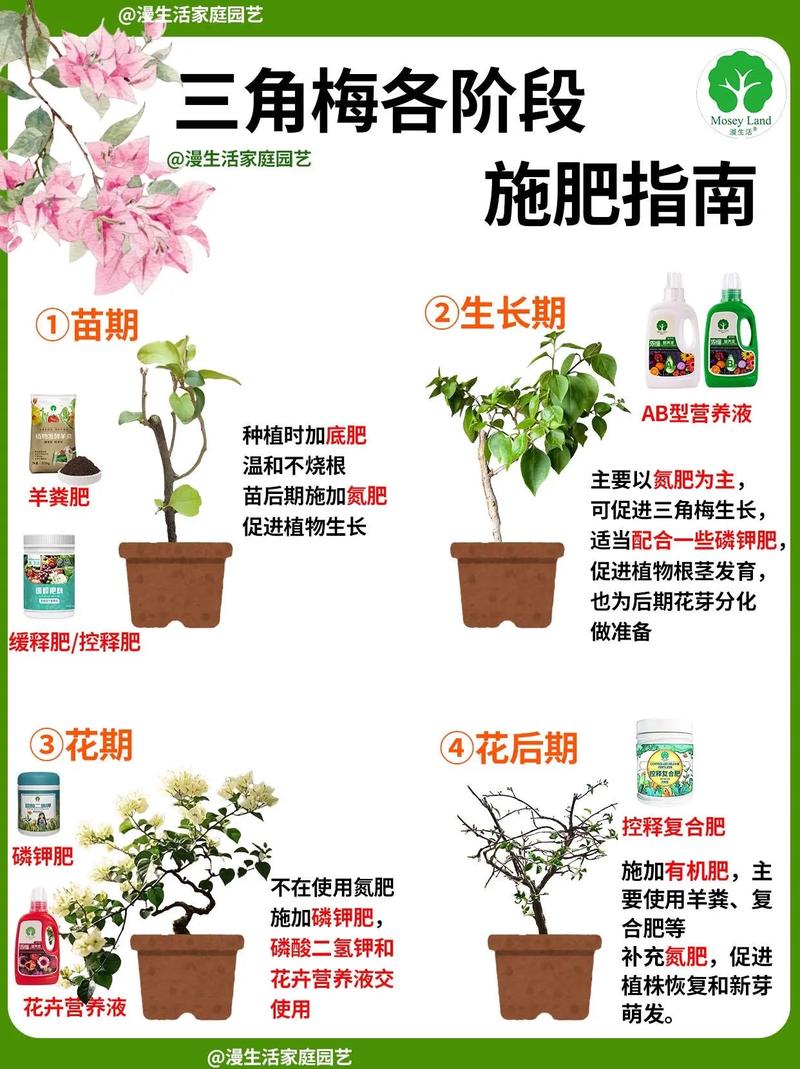 三角梅怎样爆盆，三角梅怎样爆盆好看？-第5张图片-优品飞百科